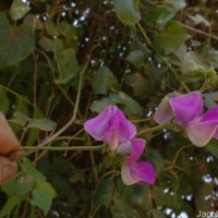 Lablab purpureus (L.) Sweet